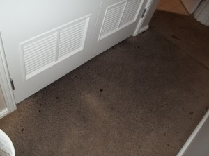 carpet-stains-300x225-1