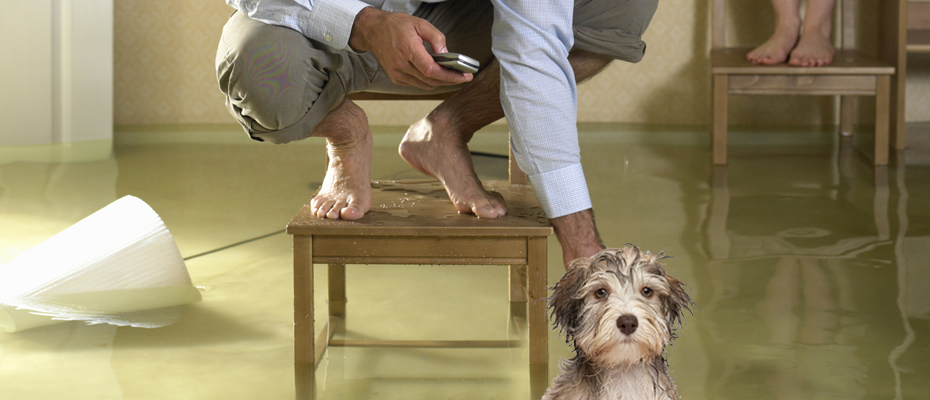 Photo of man and a dog in a flood