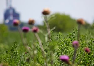 Environmental Tips For Chicago Businesses