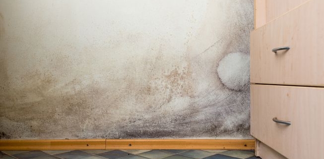 buying-a-home-with-mold