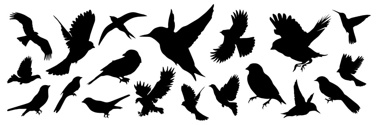 Bird and Bat Droppings – Destructive and Hazardous to Your Health
