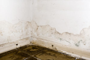 Mold on wall and floor