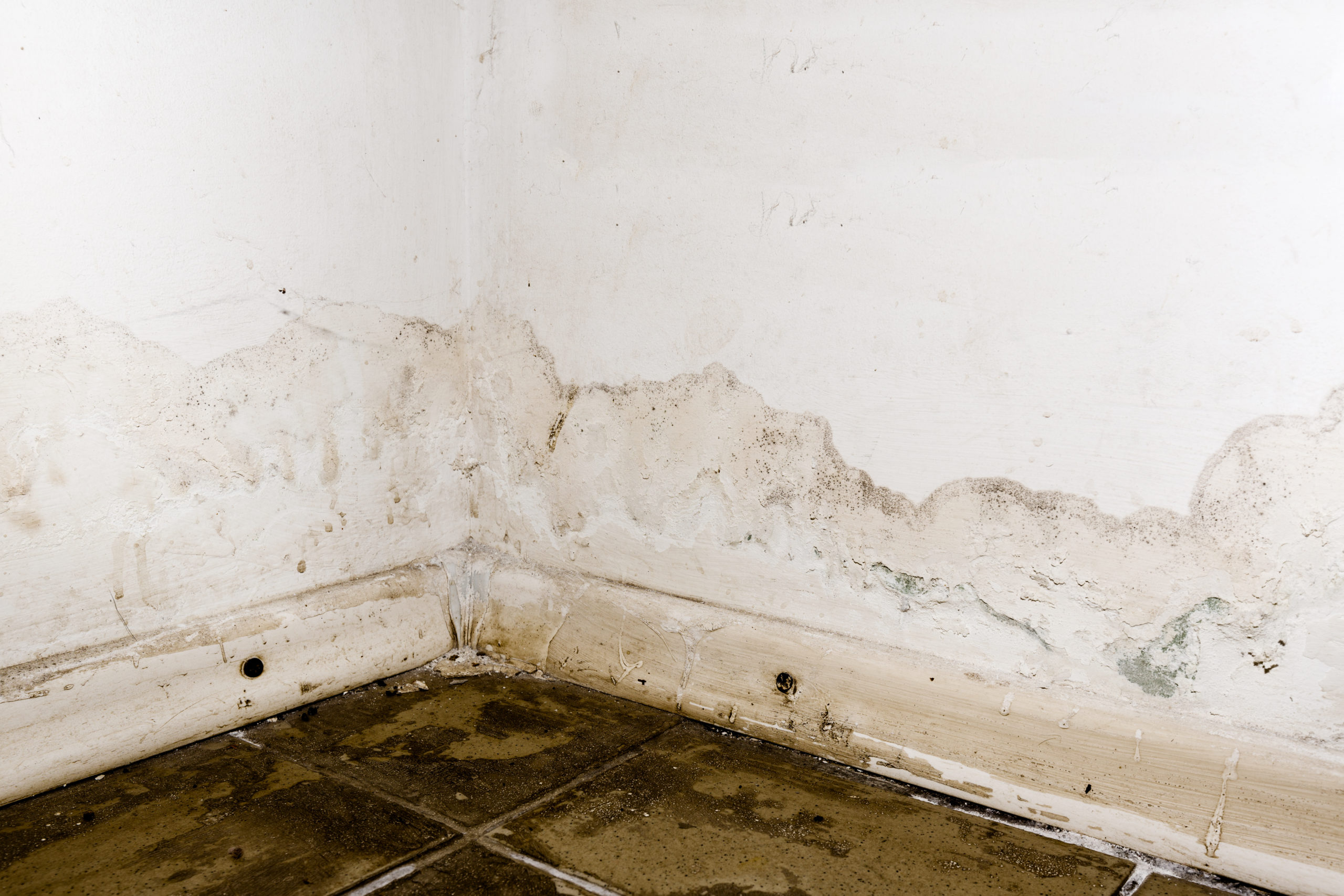 Is it Mold or Mildew?