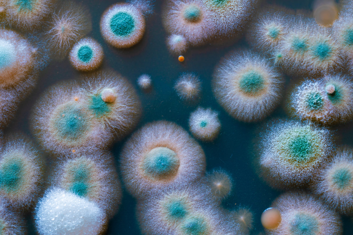 How Environmental Hygienists Find Mold You Can’t See