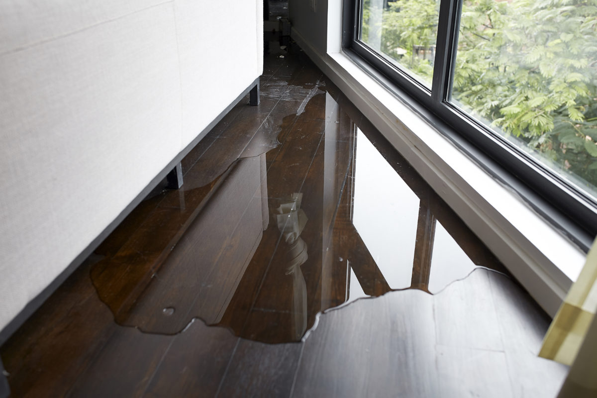 Water Damage Invites Termites Into Your Chicagoland Property