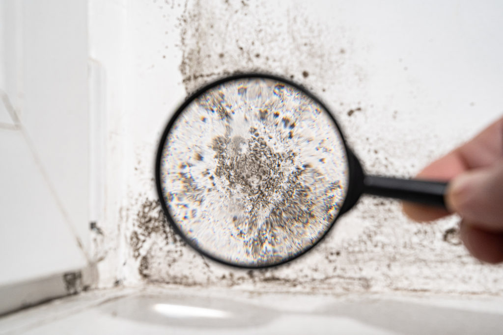 What Are Mold Mites & How to Get Rid of Them
